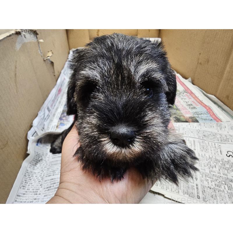 販売中の愛知県のミニチュアシュナウザー-428109の6枚目