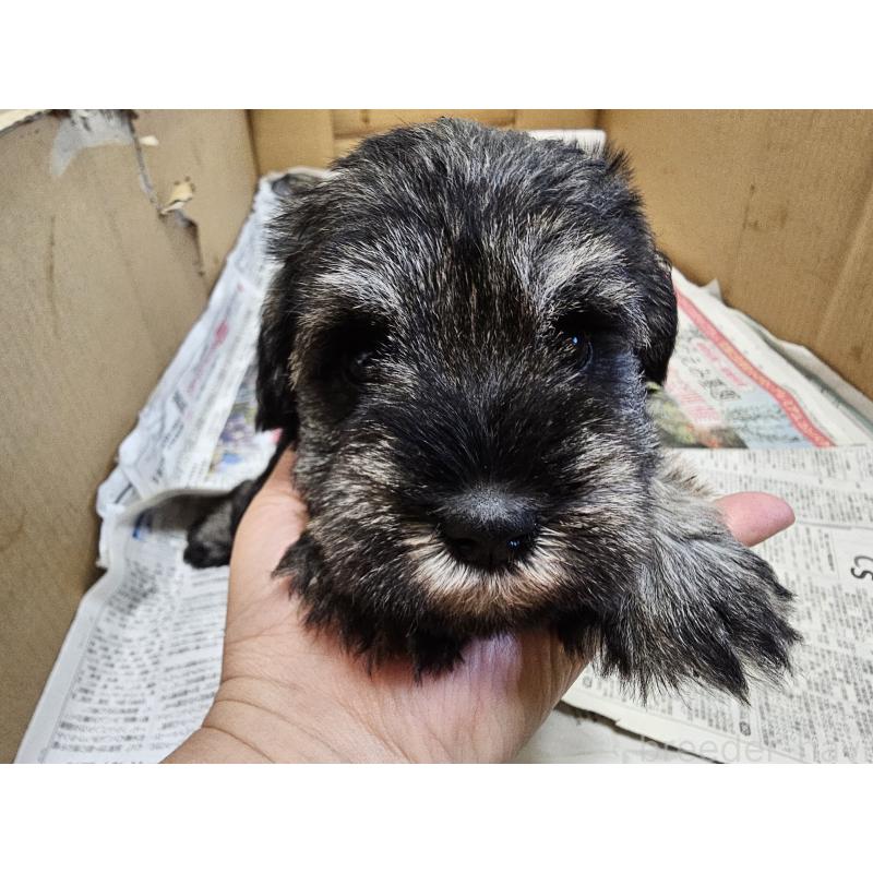 販売中の愛知県のミニチュアシュナウザー-428109の5枚目