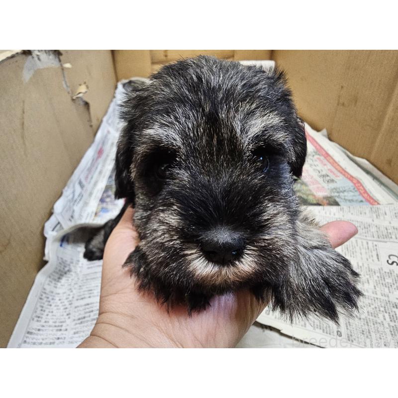 販売中の愛知県のミニチュアシュナウザー-428109の4枚目