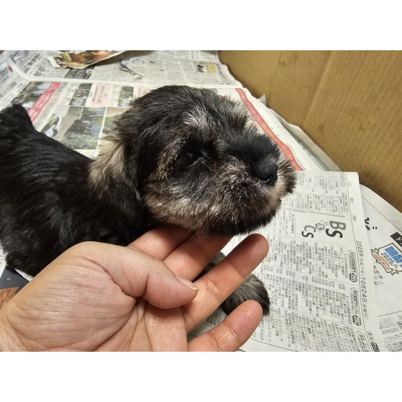 販売中の愛知県のミニチュアシュナウザー-428109の3枚目