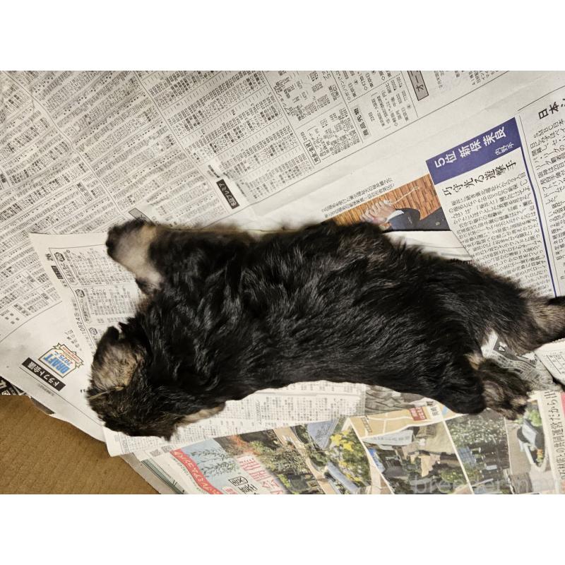 販売中の愛知県のミニチュアシュナウザー-428109の2枚目