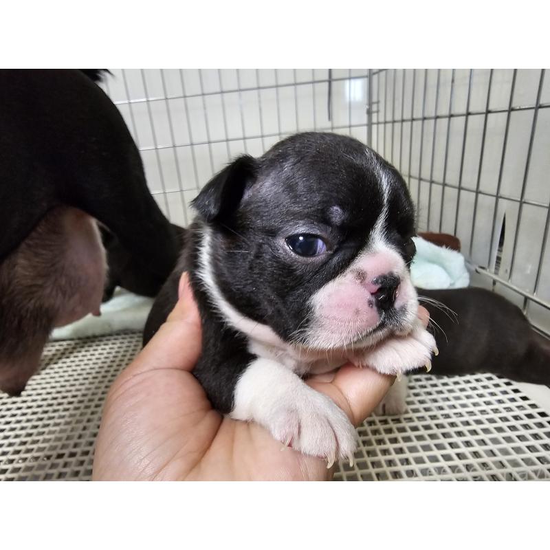 販売中の愛知県のボストンテリア-428111の6枚目