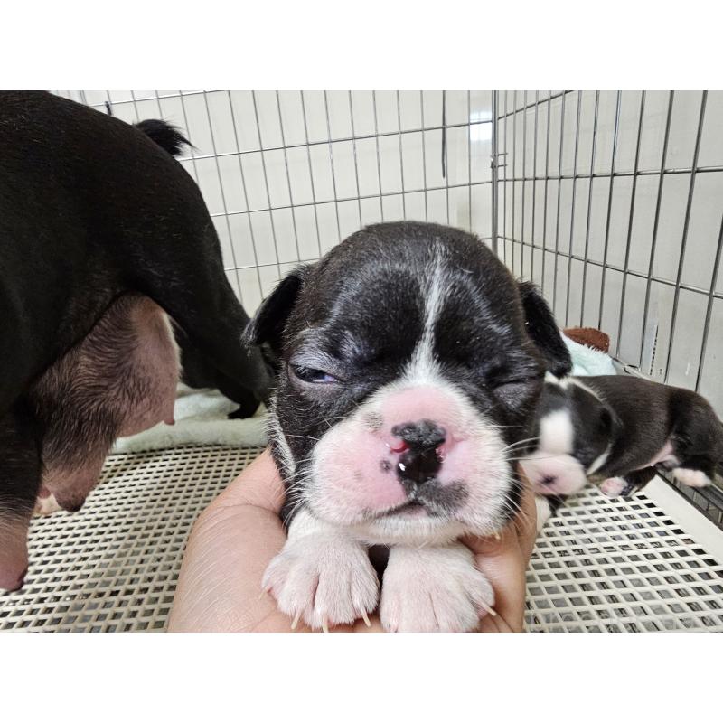 販売中の愛知県のボストンテリア-428111の3枚目