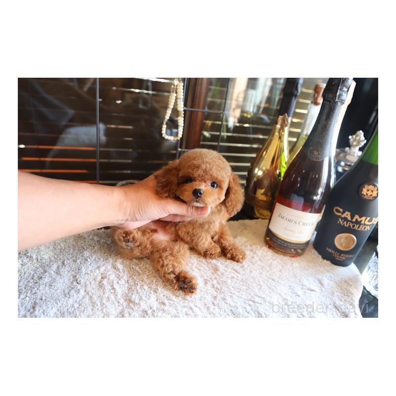 販売中の埼玉県のティーカッププードル-428113の4枚目