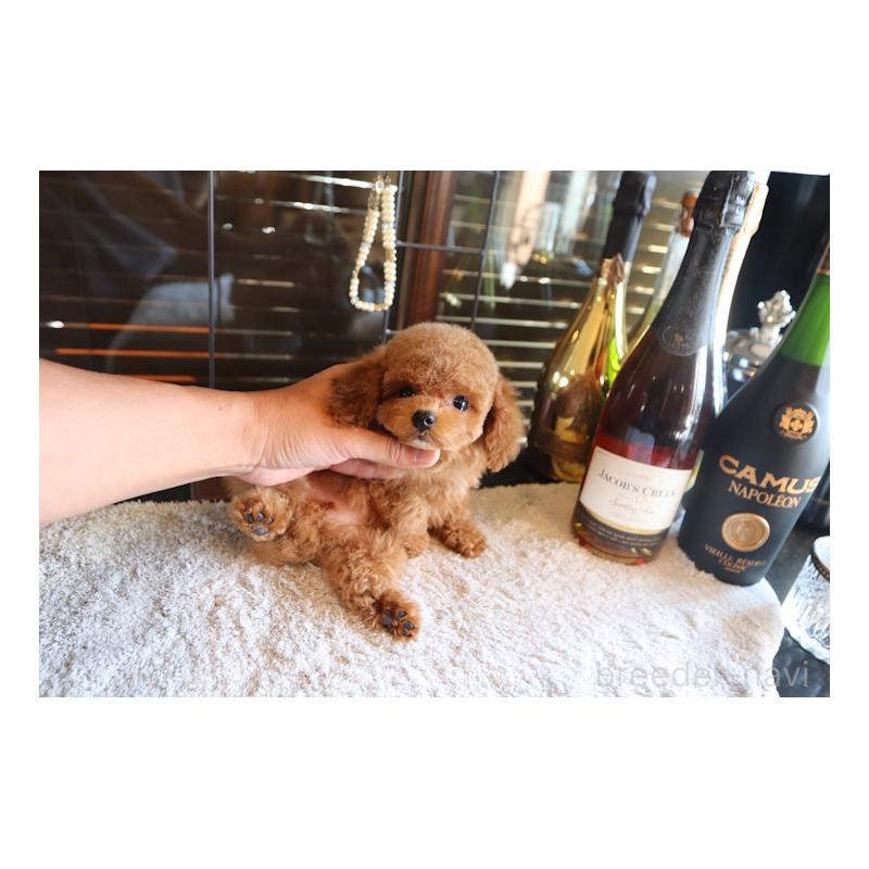 販売中の埼玉県のティーカッププードル-428113の3枚目