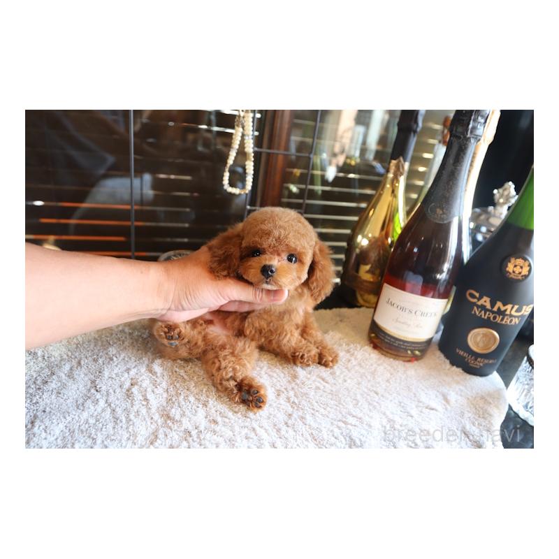 販売中の埼玉県のティーカッププードル-428113の2枚目