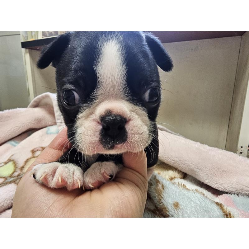 販売中の愛知県のボストンテリア-428112の4枚目