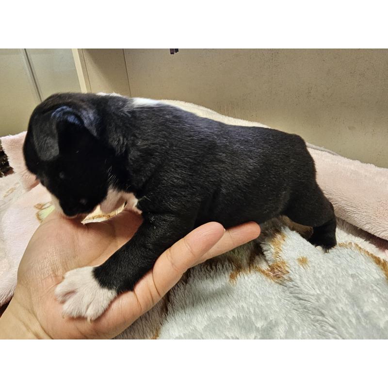 販売中の愛知県のボストンテリア-428112の3枚目