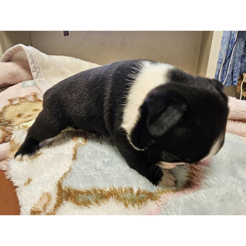 販売中の愛知県のボストンテリア-428112の2枚目