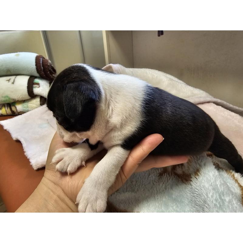 販売中の愛知県のボストンテリア-428114の5枚目