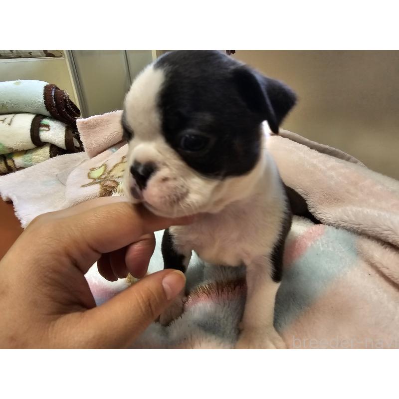 販売中の愛知県のボストンテリア-428114の4枚目