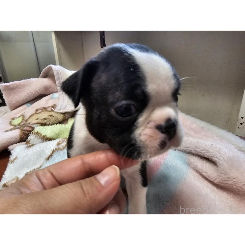 販売中の愛知県のボストンテリア-428114の3枚目