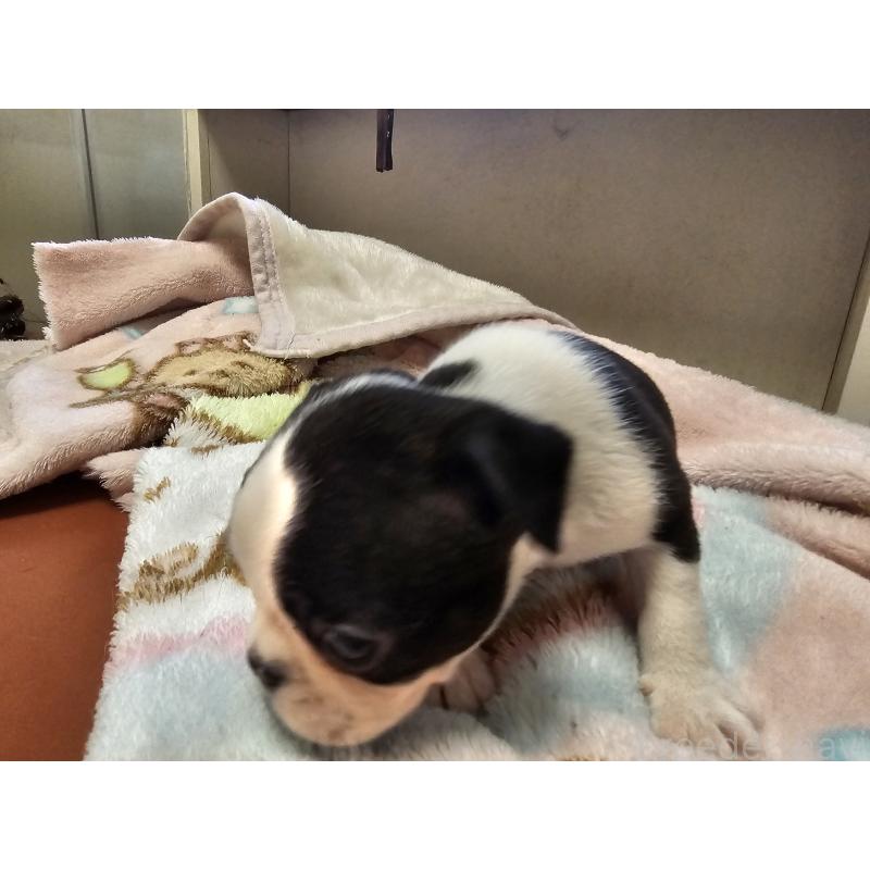 販売中の愛知県のボストンテリア-428114の2枚目