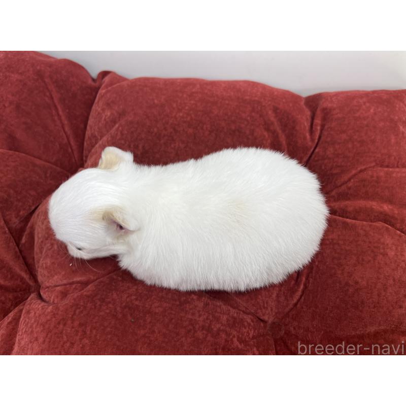 販売中の三重県のチワワ(ロングコート)-428123の6枚目