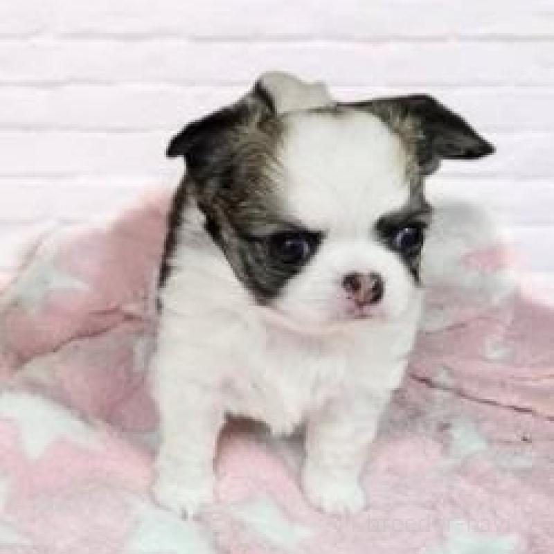 販売中の東京都のチワワ(ロングコート)-428120の1枚目