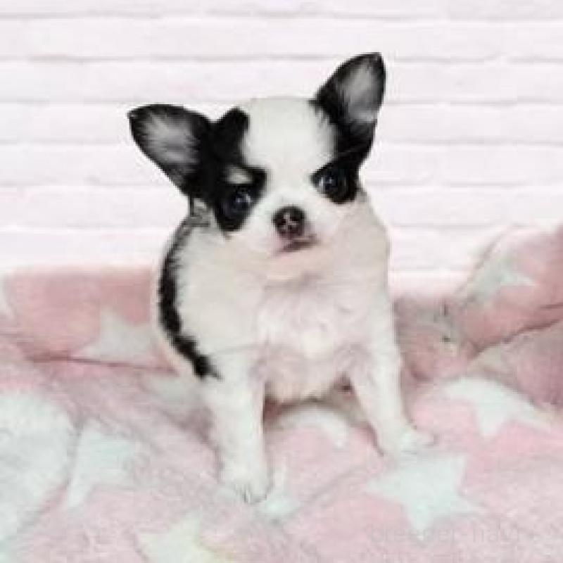 販売中の東京都のチワワ(ロングコート)-428121