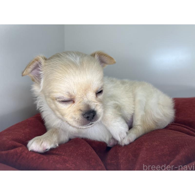 販売中の三重県のチワワ(ロングコート)-428125の5枚目