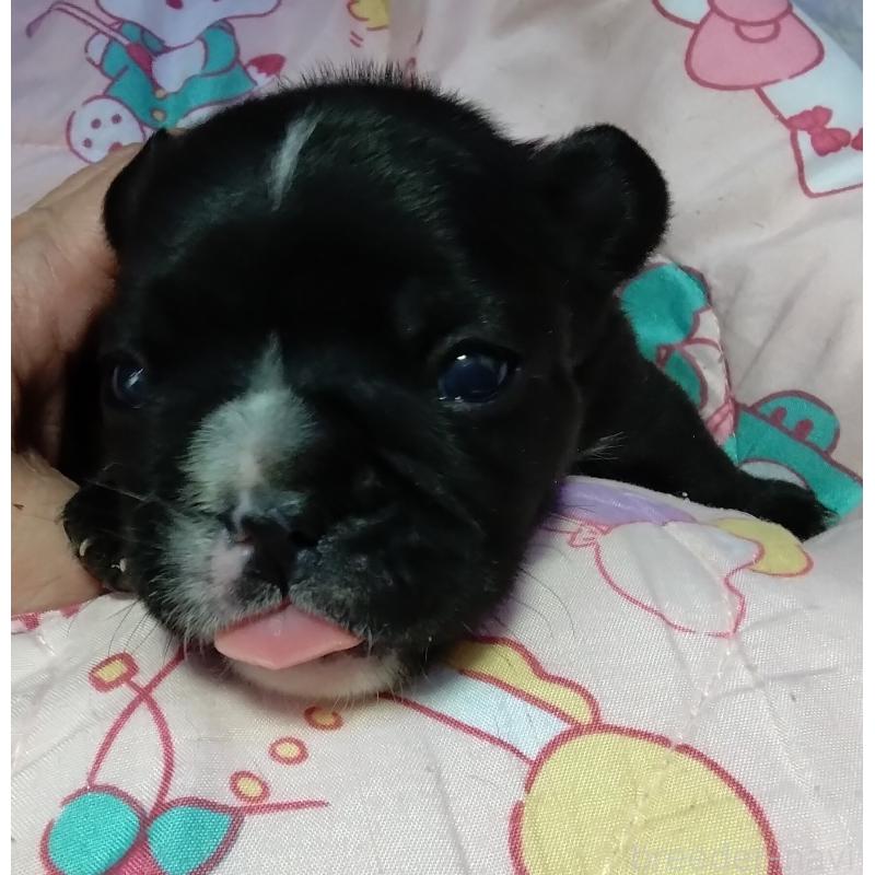 販売中の群馬県のフレンチブルドッグ-427636の4枚目