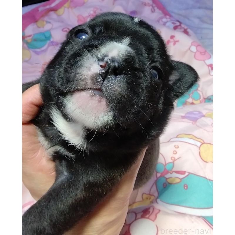 販売中の群馬県のフレンチブルドッグ-427636の3枚目