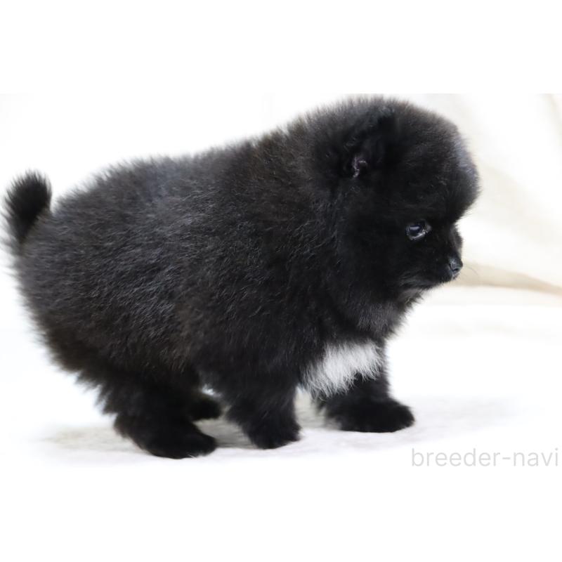 販売中の滋賀県のポメラニアン-428126の15枚目