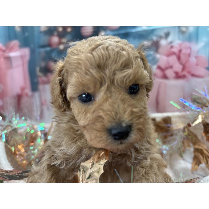 販売中の栃木県のトイプードル-424869