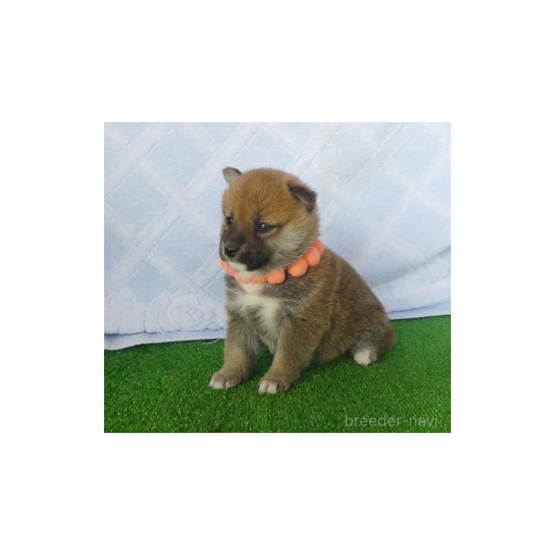 販売中の静岡県の柴犬-428128の4枚目