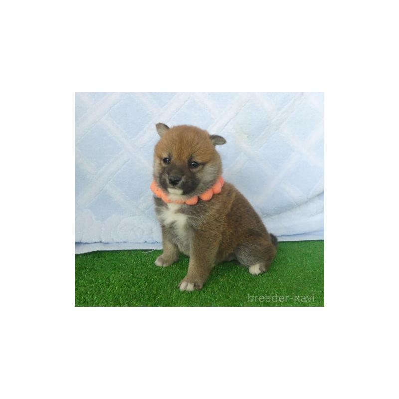 販売中の静岡県の柴犬-428128の2枚目