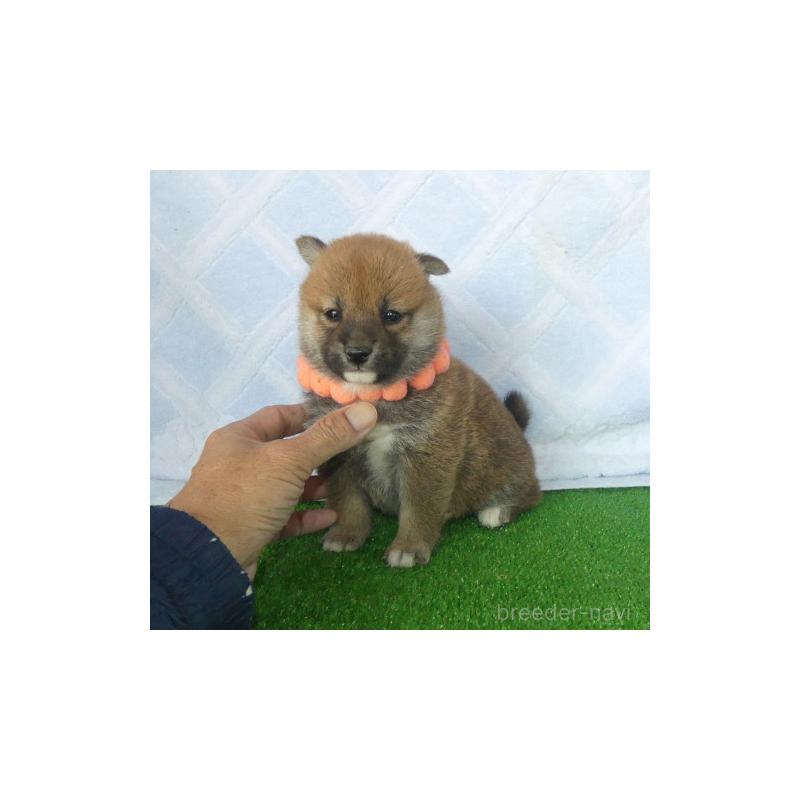 販売中の静岡県の柴犬-428128の3枚目