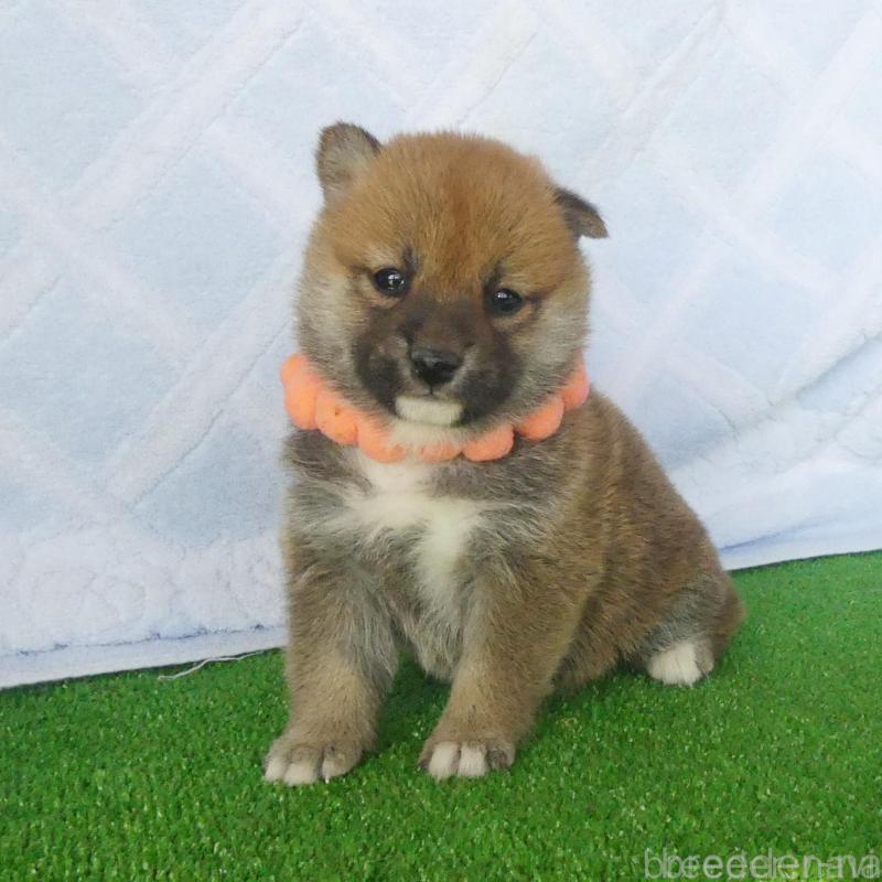 販売中の静岡県の柴犬-428128の1枚目