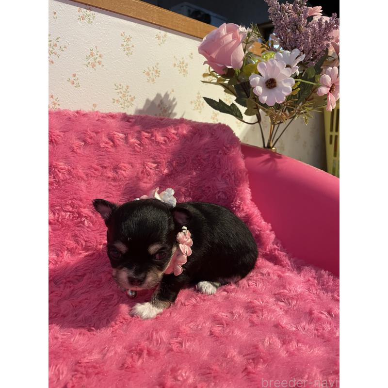 販売中の埼玉県のチワワ(ロングコート)-428133の6枚目