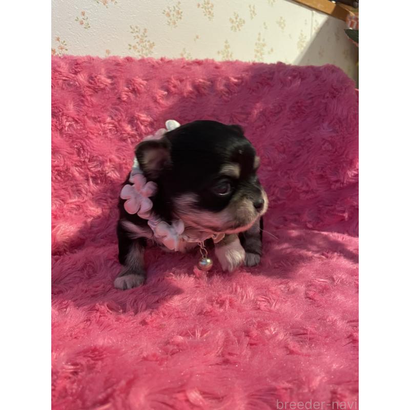 販売中の埼玉県のチワワ(ロングコート)-428133の5枚目