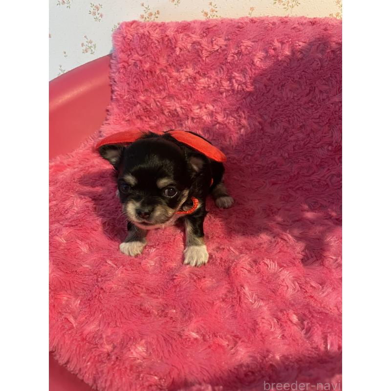 販売中の埼玉県のチワワ(ロングコート)-428133の4枚目