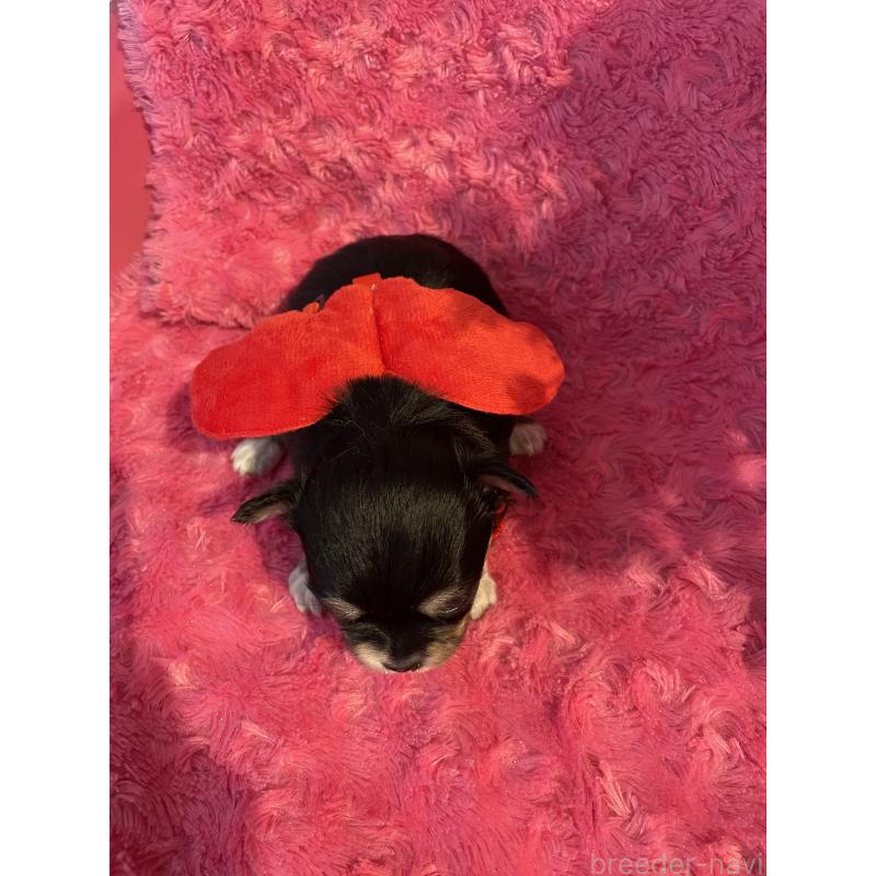 販売中の埼玉県のチワワ(ロングコート)-428133の3枚目