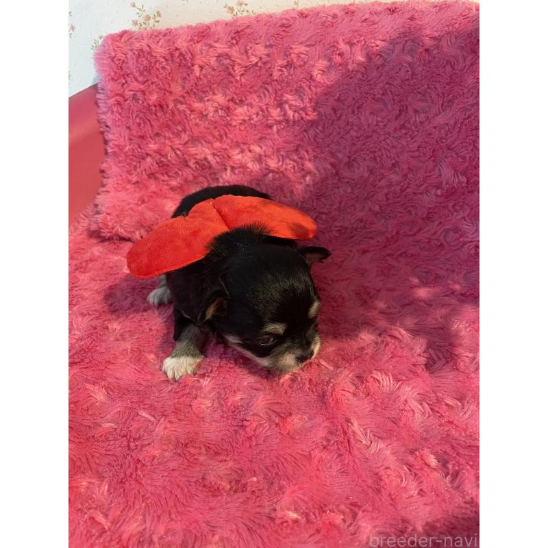 販売中の埼玉県のチワワ(ロングコート)-428133の2枚目