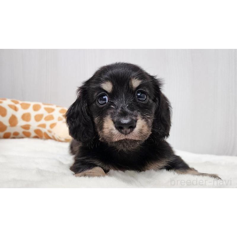 販売中の大阪府のミニチュアダックスフンド(ロングヘアード)-428131の5枚目