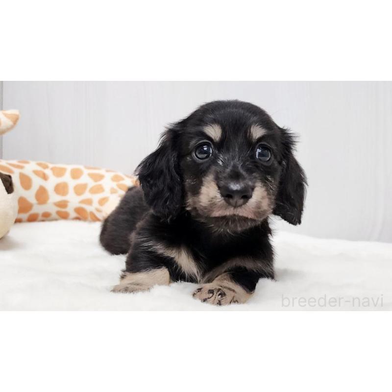 販売中の大阪府のミニチュアダックスフンド(ロングヘアード)-428131の3枚目