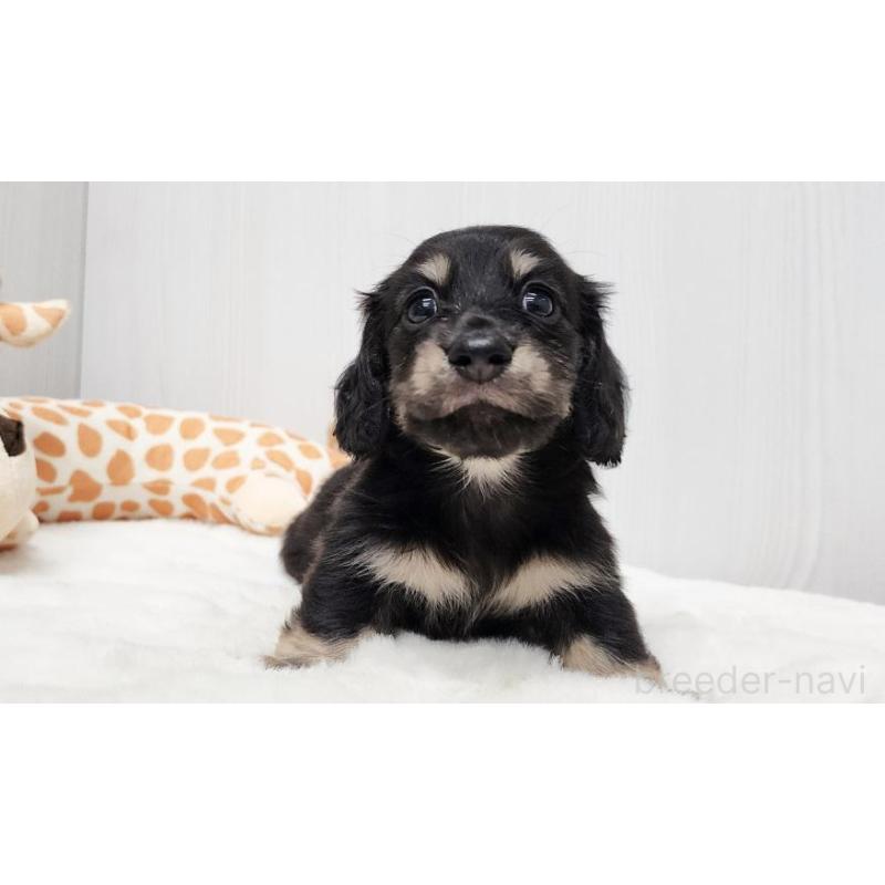 販売中の大阪府のミニチュアダックスフンド(ロングヘアード)-428131の2枚目