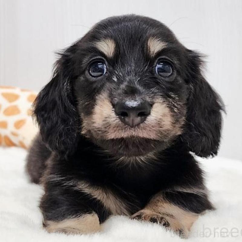 販売中の大阪府のミニチュアダックスフンド(ロングヘアード)-428131の1枚目