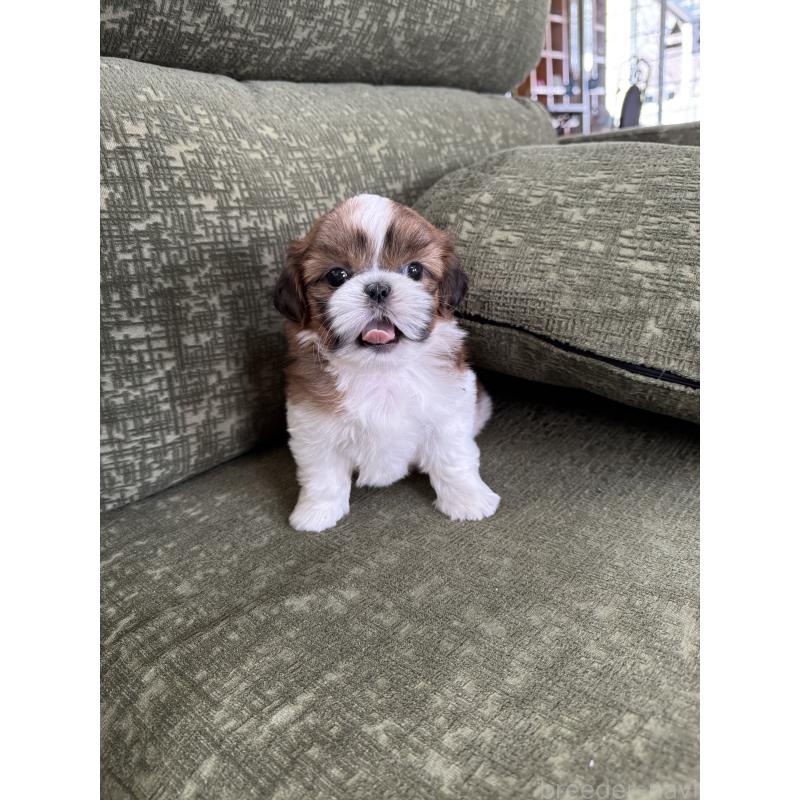 販売中の福岡県のシーズー-428135の7枚目