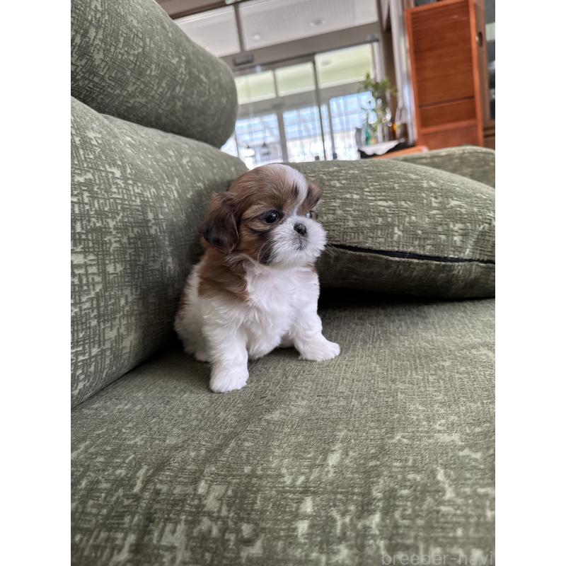 販売中の福岡県のシーズー-428135の5枚目