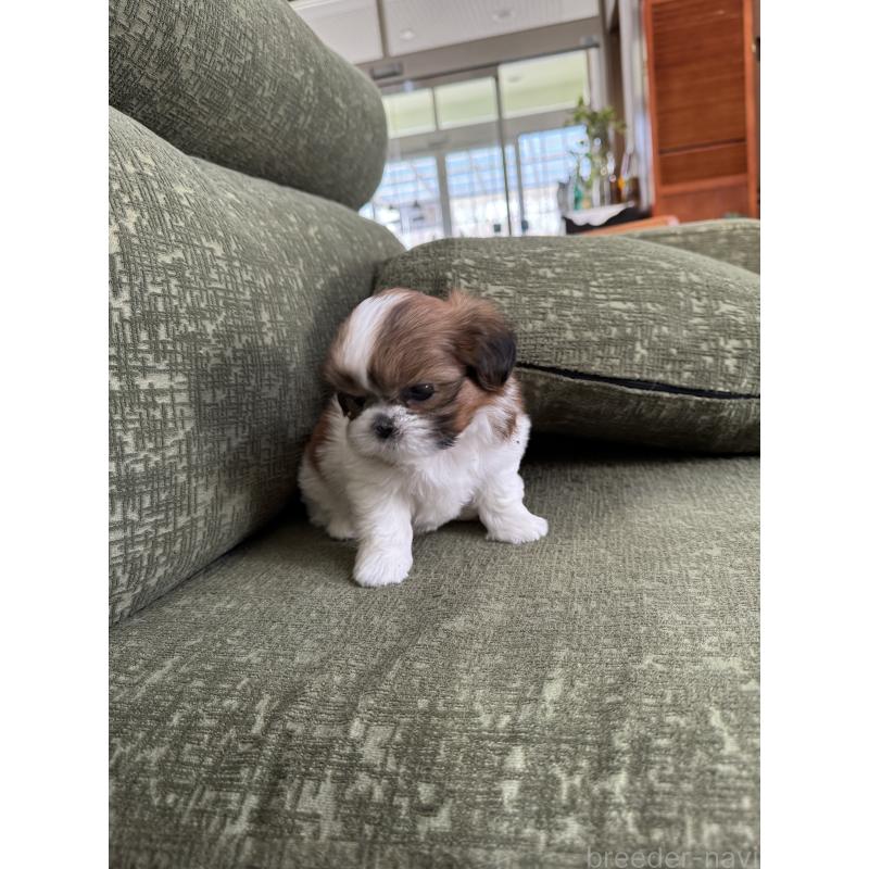 販売中の福岡県のシーズー-428135の4枚目