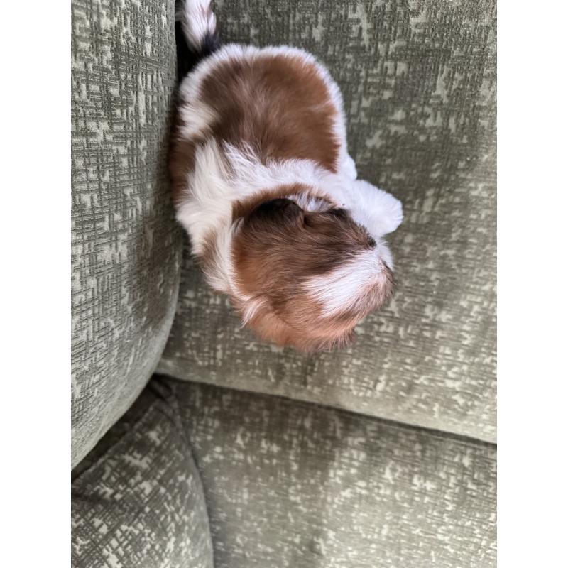 販売中の福岡県のシーズー-428135の3枚目