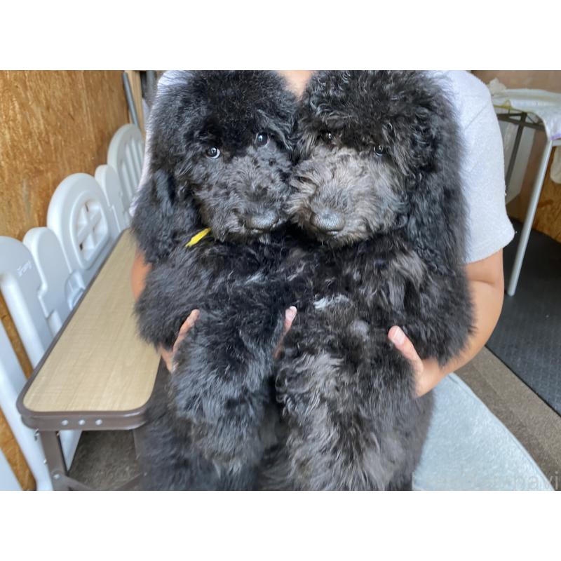 成約済の茨城県のスタンダードプードル-414432の4枚目