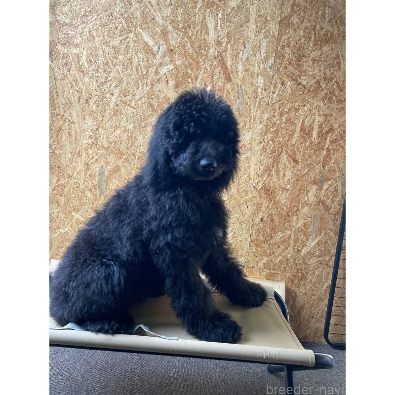 成約済の茨城県のスタンダードプードル-414432の2枚目