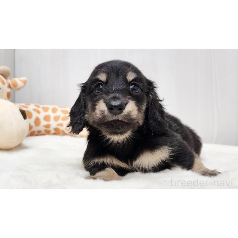 販売中の大阪府のミニチュアダックスフンド(ロングヘアード)-428132の4枚目