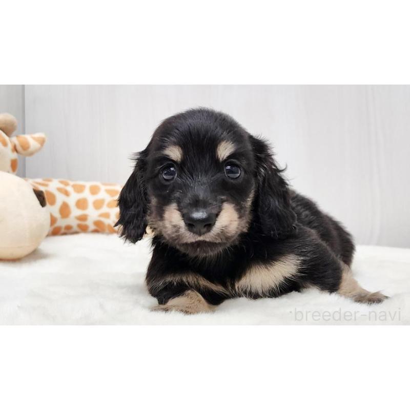 販売中の大阪府のミニチュアダックスフンド(ロングヘアード)-428132の5枚目