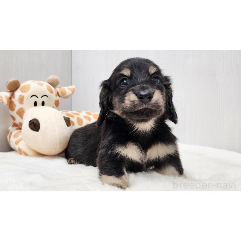 販売中の大阪府のミニチュアダックスフンド(ロングヘアード)-428132の3枚目