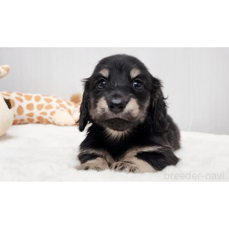 販売中の大阪府のミニチュアダックスフンド(ロングヘアード)-428132の2枚目