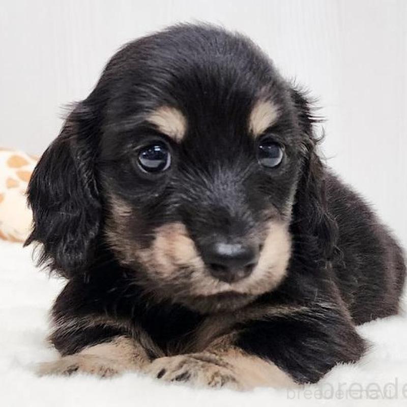 販売中の大阪府のミニチュアダックスフンド(ロングヘアード)-428132の1枚目