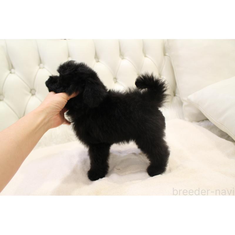 販売中の東京都のタイニープードル-428177の3枚目